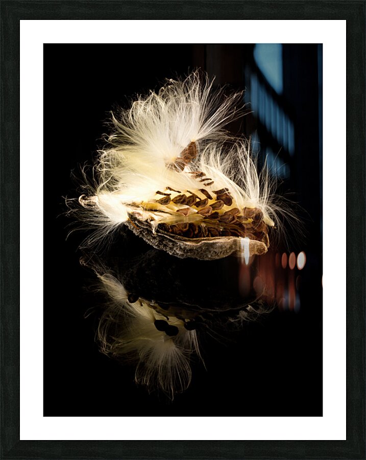 Macro photo of swamp milkweed seed pod Picture Frame print
