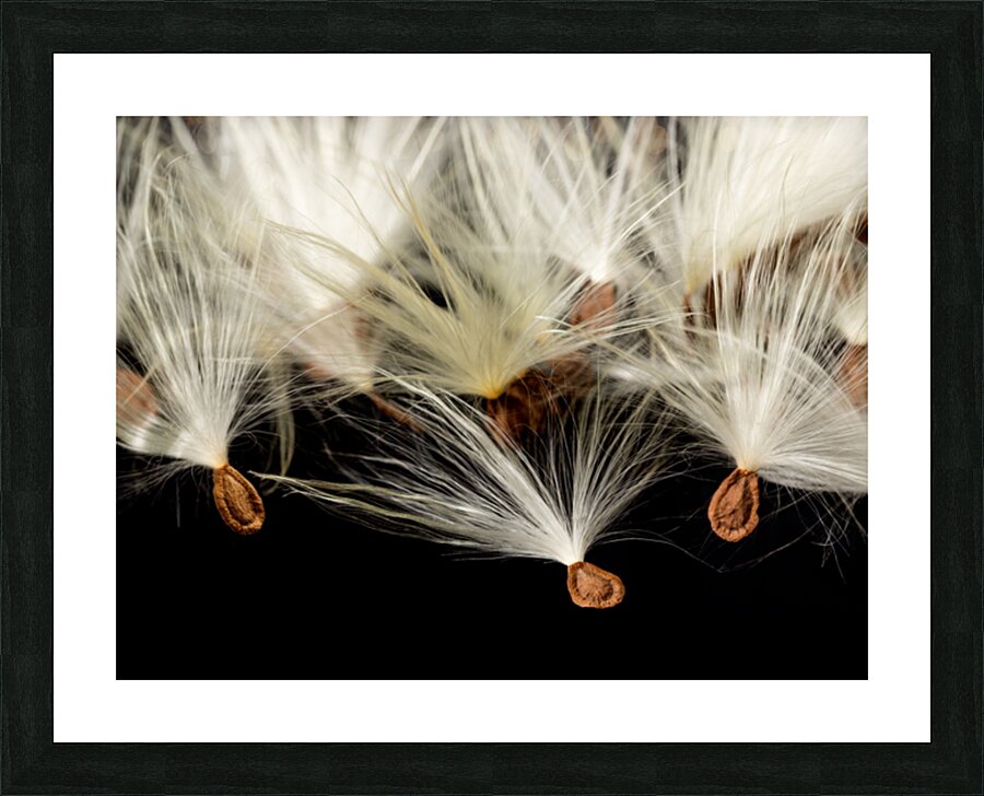 Macro photo of swamp milkweed seed pod Picture Frame print