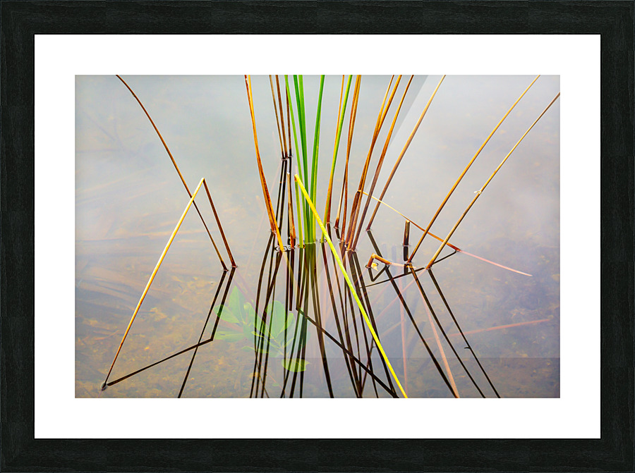 Empty bed of reeds in Everglades Florida Picture Frame print