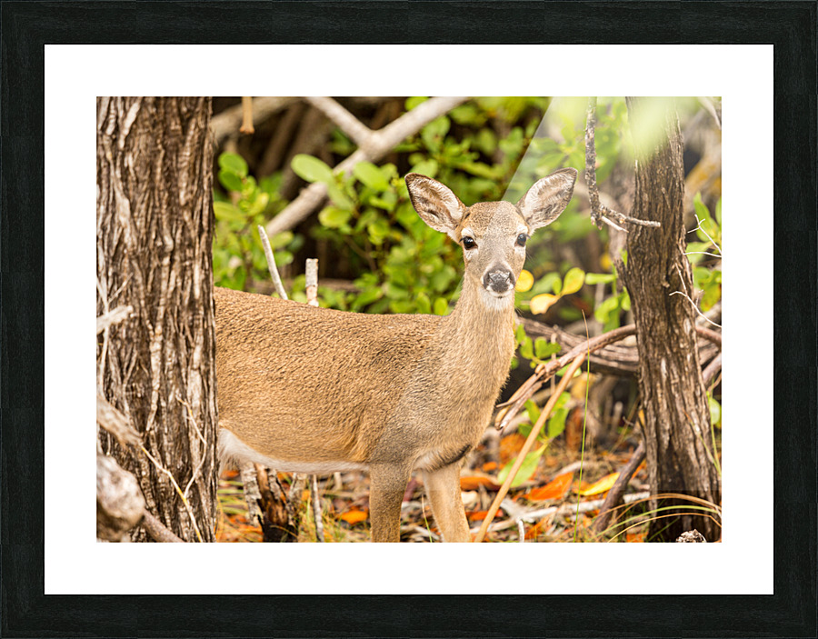 Small Key Deer in woods Florida Keys Impression et Cadre photo
