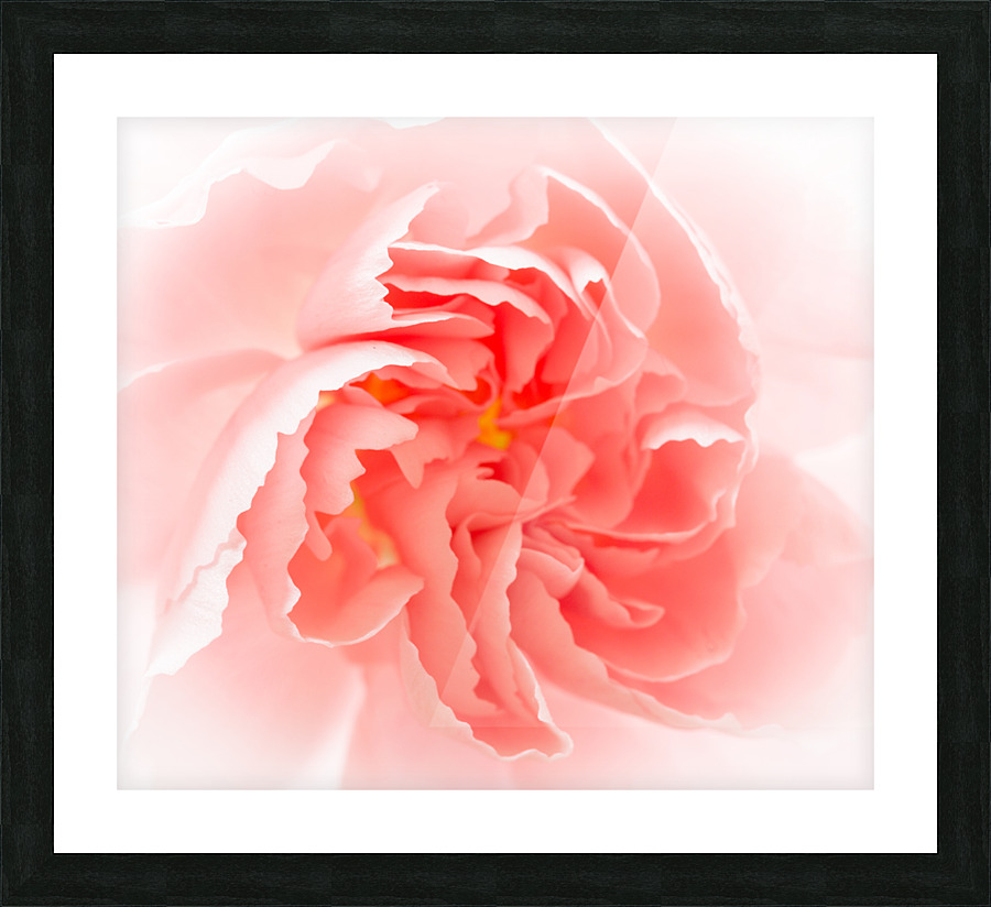 Delicate close up of petals of a carnation  Impression encadrée