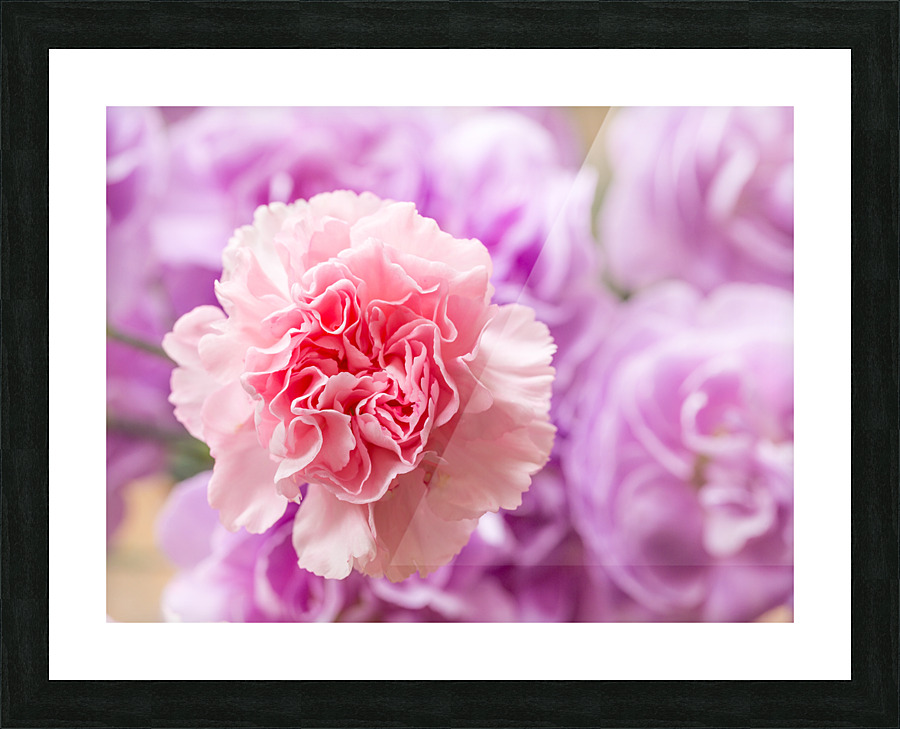 Delicate close up of petals of a carnation Picture Frame print