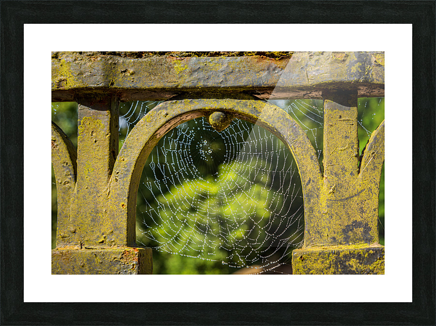 Dew glistening cobweb on gate Picture Frame print