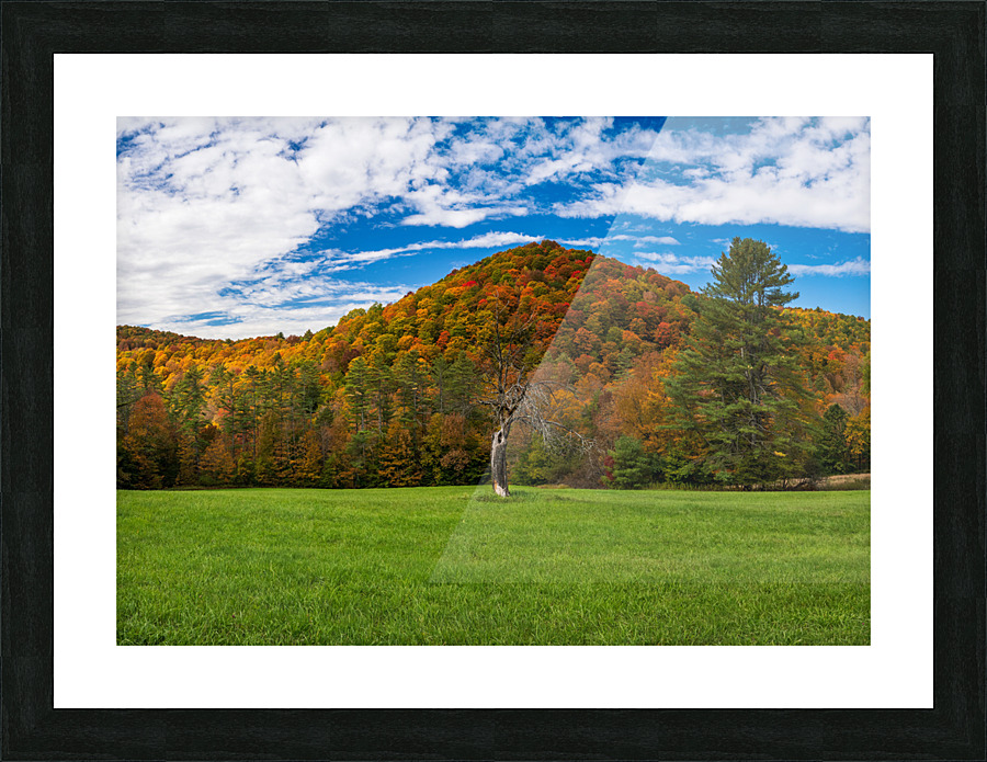Old tree trunk contrasts with vibrant Vermont fall colors Picture Frame print