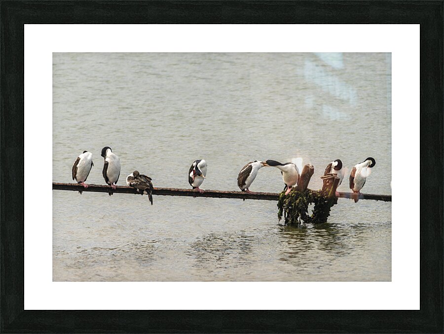 Colony of Imperial Cormorant seabirds in Punta Arenas Chile Picture Frame print