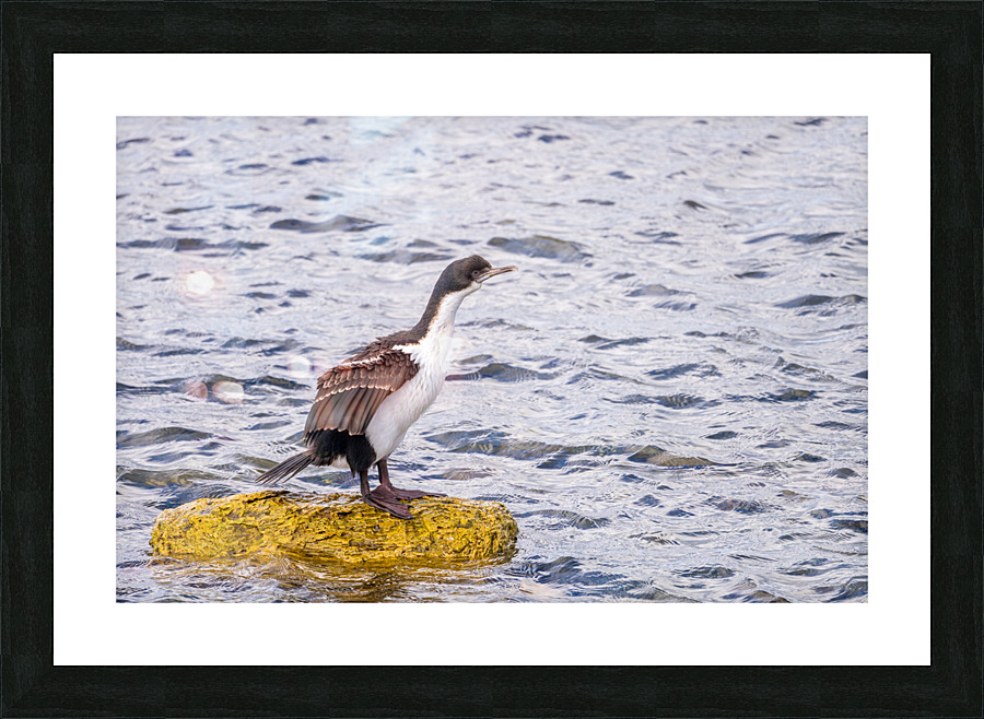Imperial Cormorant seabird on rock in Punta Arenas Chile Picture Frame print