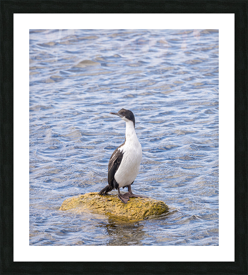 Imperial Cormorant seabird on rock in Punta Arenas Chile Picture Frame print