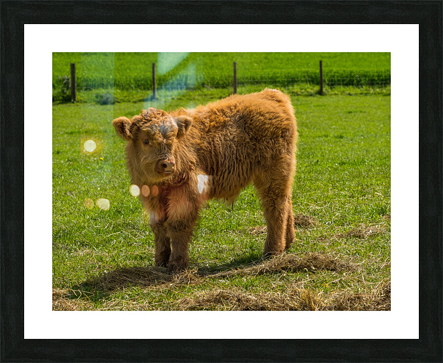 Young male highland calf in meadow facing the camera Picture Frame print
