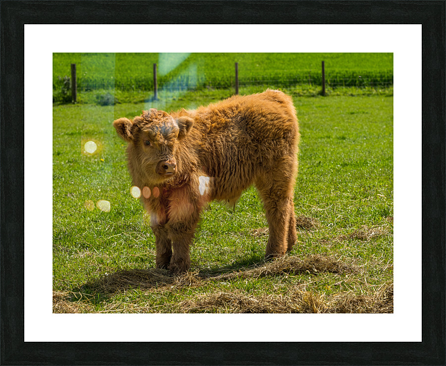Young male highland calf in meadow facing the camera  Framed Print Print