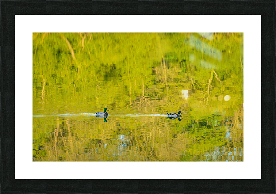 Two ducks floating through reflection of sunlit trees Picture Frame print