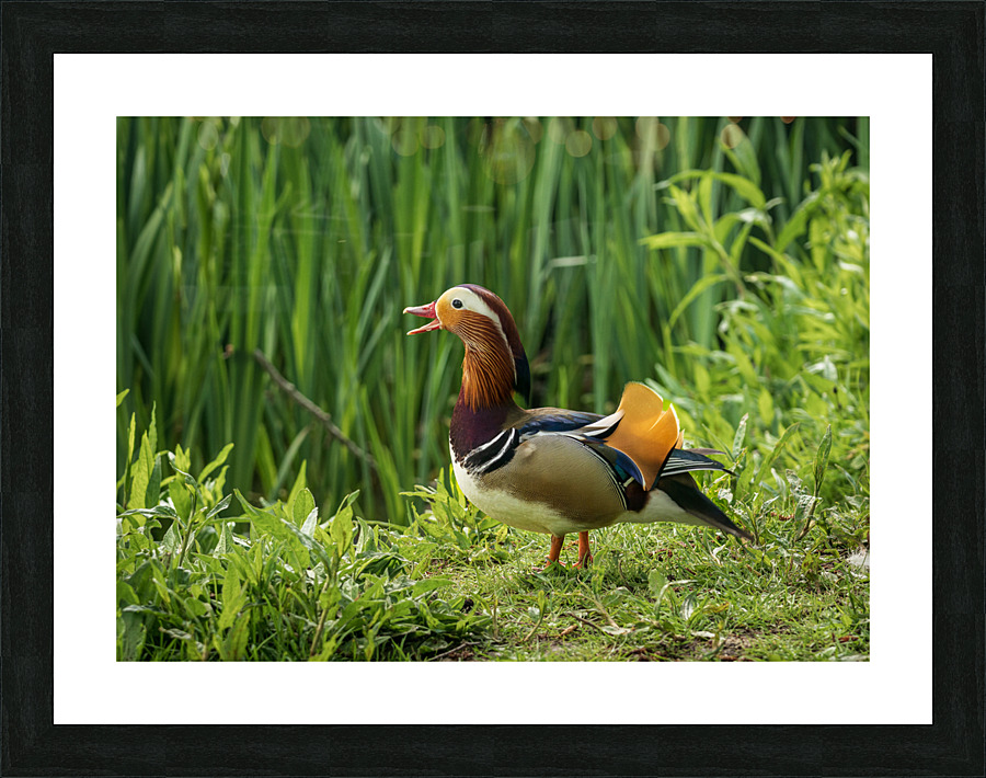 Mandarin Duck on the lakeshore at the Mere in Ellesmere  Picture Frame print
