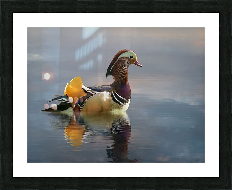 Mandarin duck floats on Ellesmere Mere to a clear reflection of  Picture Frame print