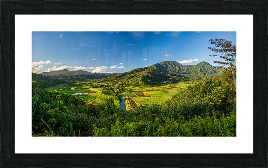 Panoramic view over the Hanalei national wildlife refuge Kauai  Framed Print Print