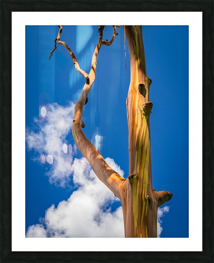 Branches of rainbow eucalyptus trees in Keahua Arboretum  Framed Print Print