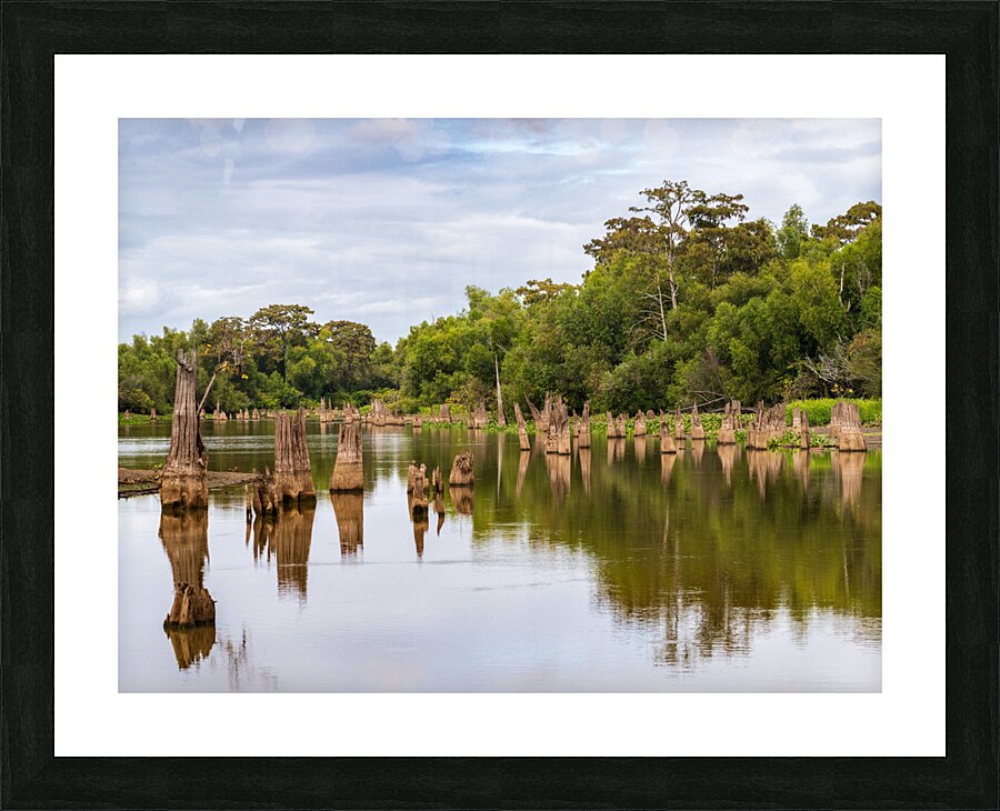 Stumps of bald cypress trees rise out of water in Atchafalaya ba Picture Frame print