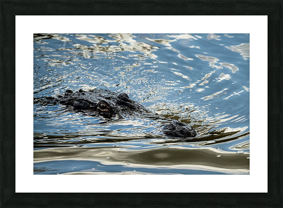 American alligator approaching across calm waters of Atchafalaya  Framed Print Print