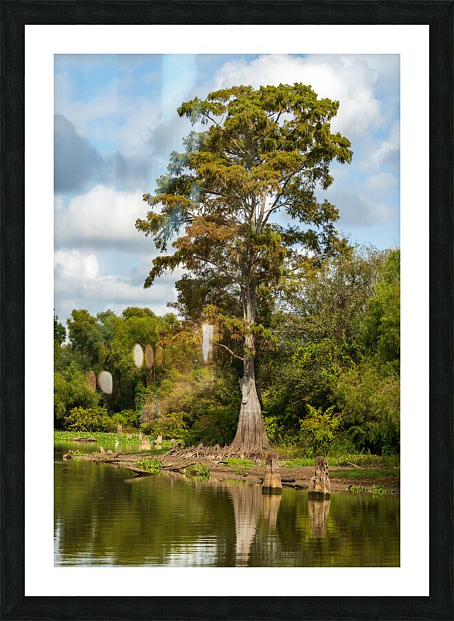 Large bald cypress trees rise out of water in Atchafalaya basin Picture Frame print