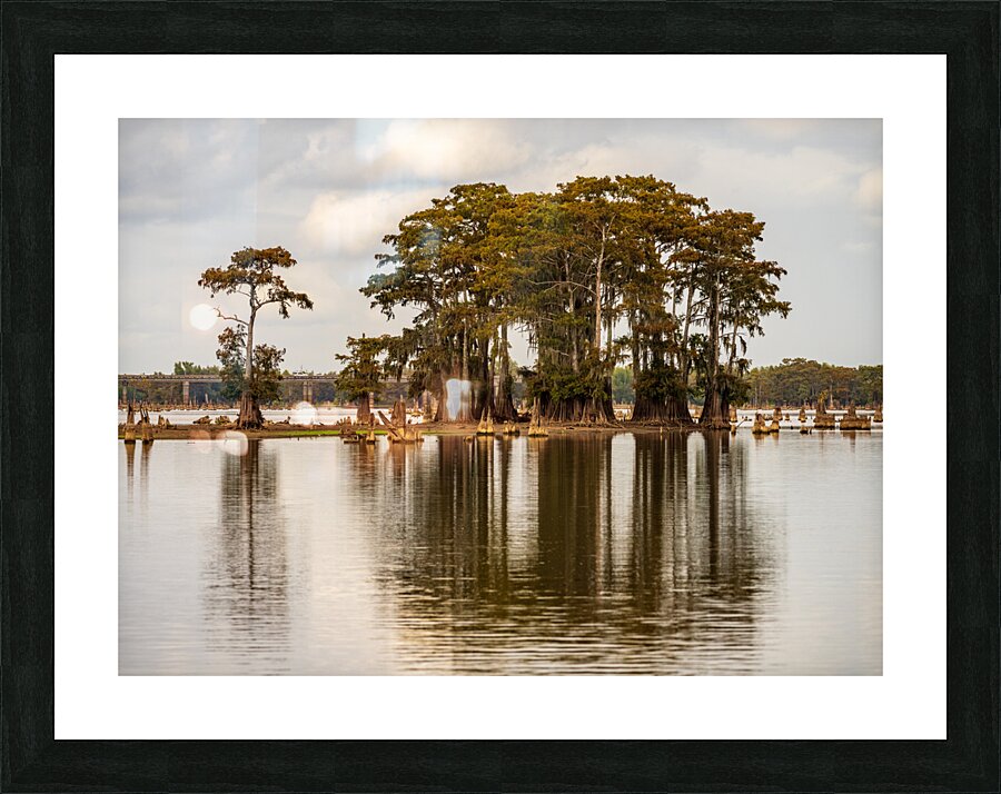 Stand of bald cypress trees rise out of water in Atchafalaya bas  Framed Print Print