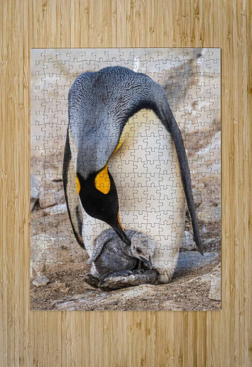 Small chick hiding in the feathers of a King Penguin at Bluff Co Steve Heap Puzzle printing