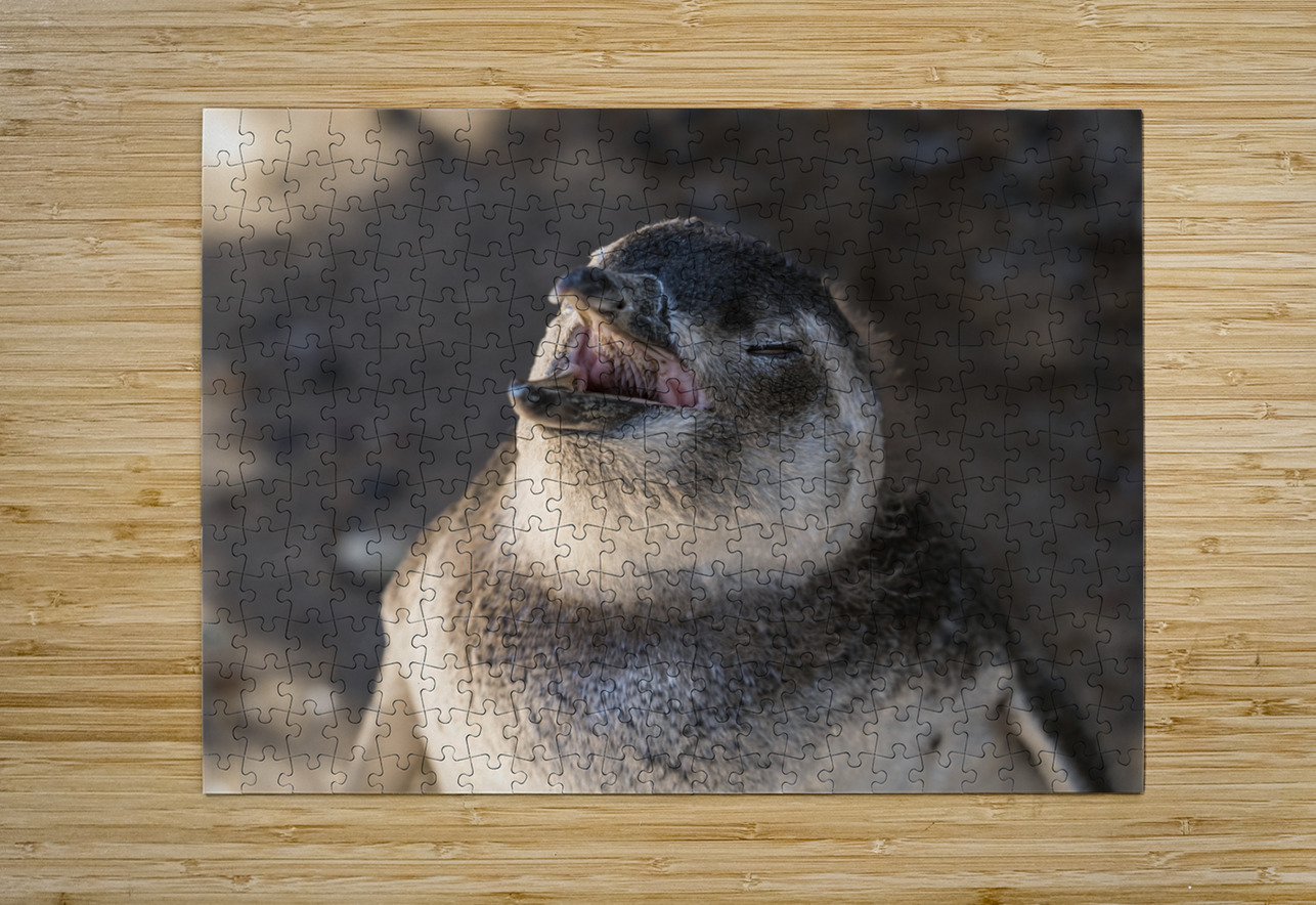 Single magellanic penguin chick showing papillae in mouth Steve Heap Puzzle printing