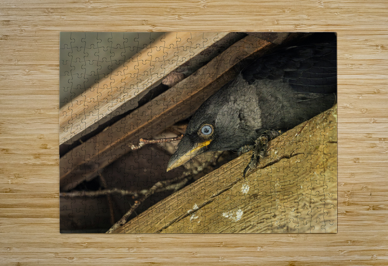 Head of a jackdaw poking out from nest in the rafters of an old  Steve Heap Puzzle printing