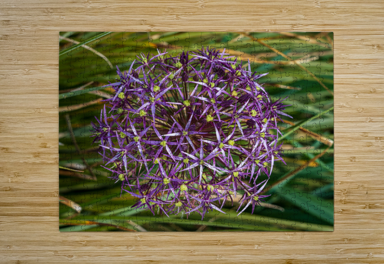 Large purple umbel of the Persian Onion or Star of Onion flower Steve Heap Puzzle printing
