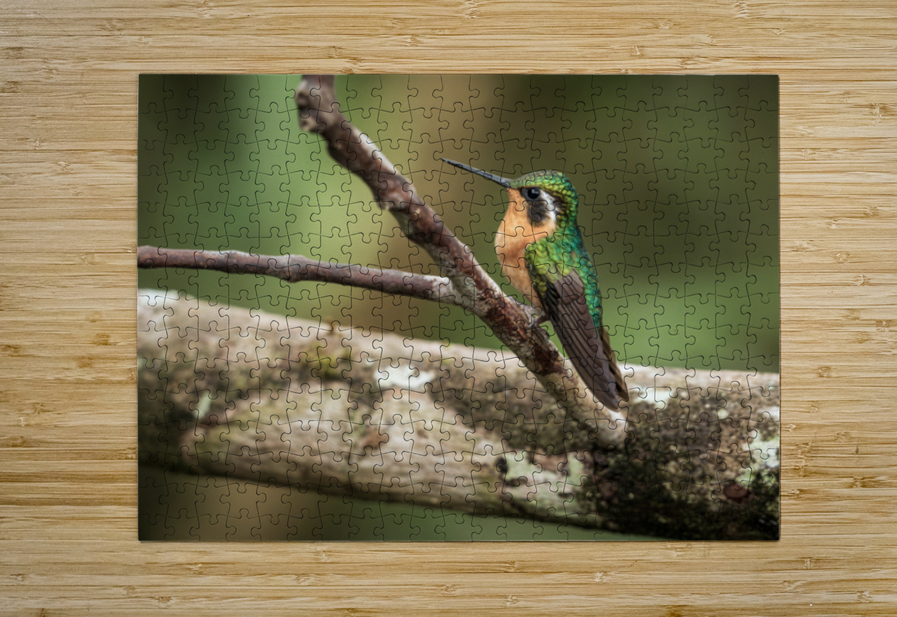 White throated mountaingem hummingbird perched on a twig  in Cos Steve Heap Puzzle printing