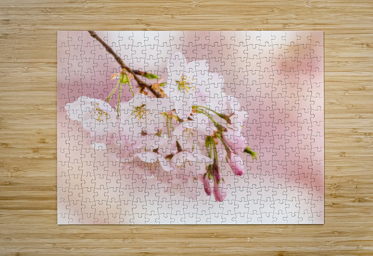 Detail macro photo of japanese cherry blossom flowers Steve Heap Puzzle printing