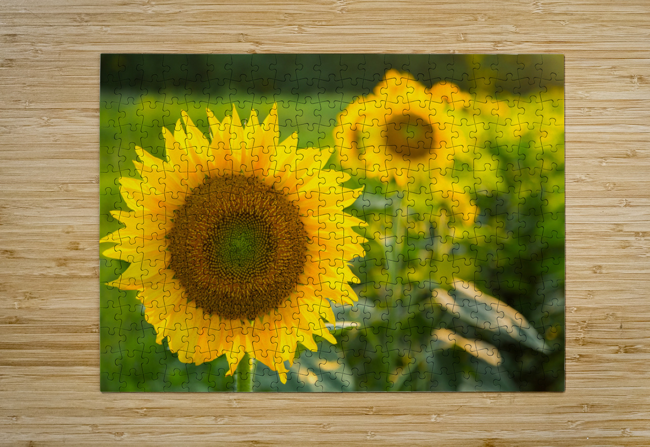 Sunflowers in early evening as sun sets Steve Heap Puzzle printing