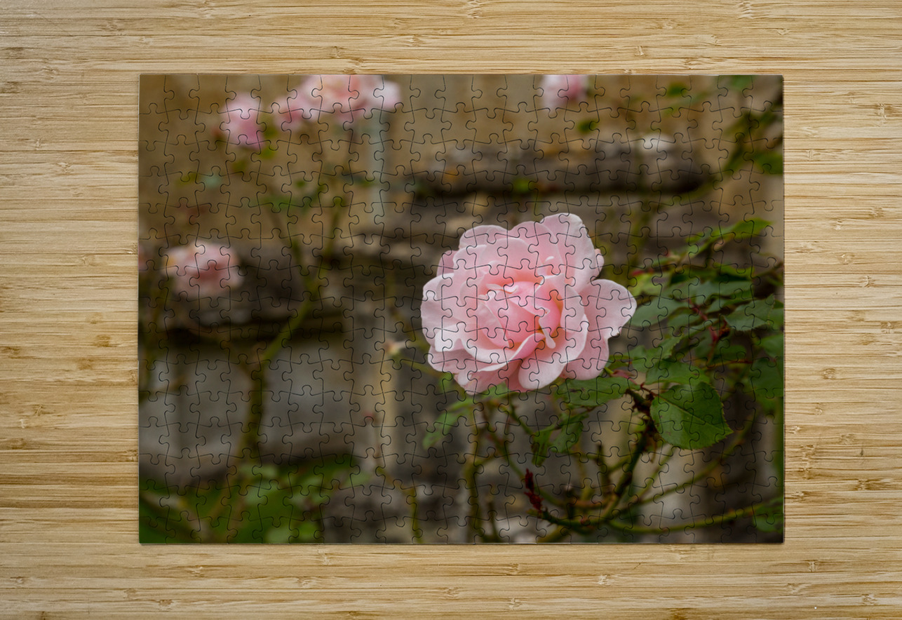 Pink rose in graveyard in Bibury Steve Heap Puzzle printing