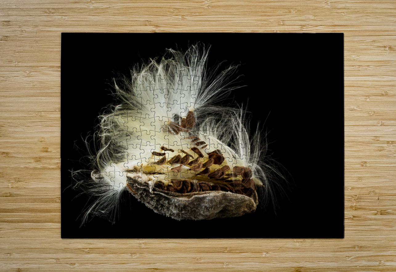 Macro photo of swamp milkweed seed pod Steve Heap Puzzle printing