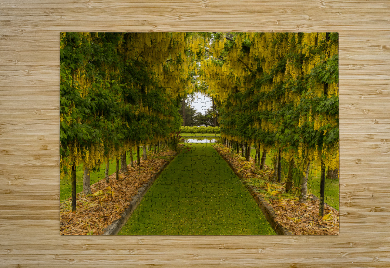 Laburnum Arch in full bloom over grass path Steve Heap Puzzle printing