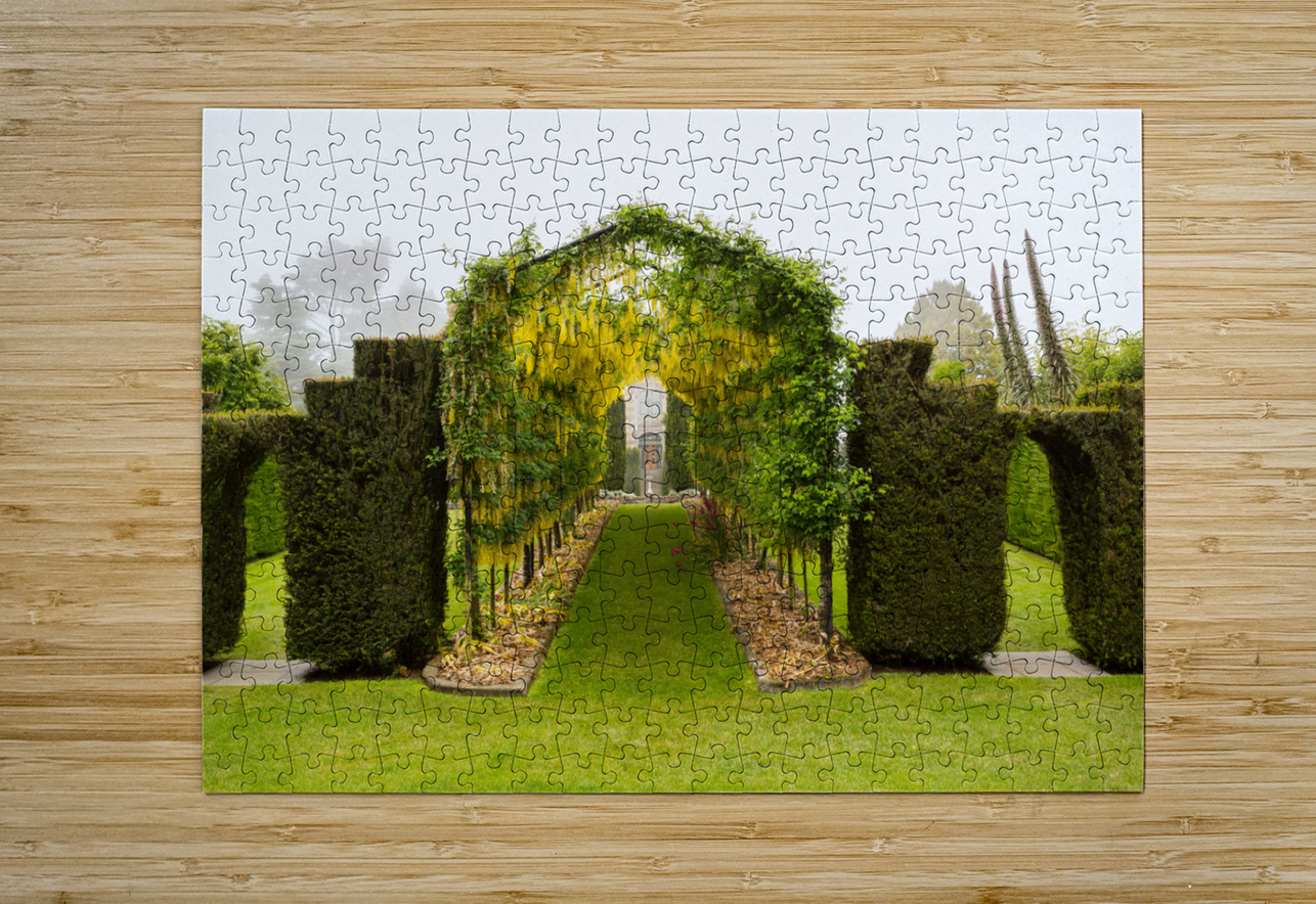 Laburnum Arch in full bloom over grass path Steve Heap Puzzle printing