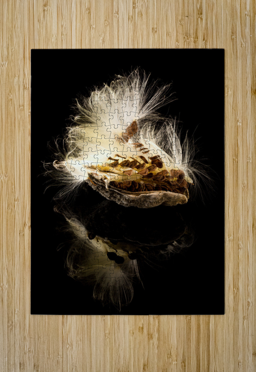 Macro photo of swamp milkweed seed pod Steve Heap Puzzle printing