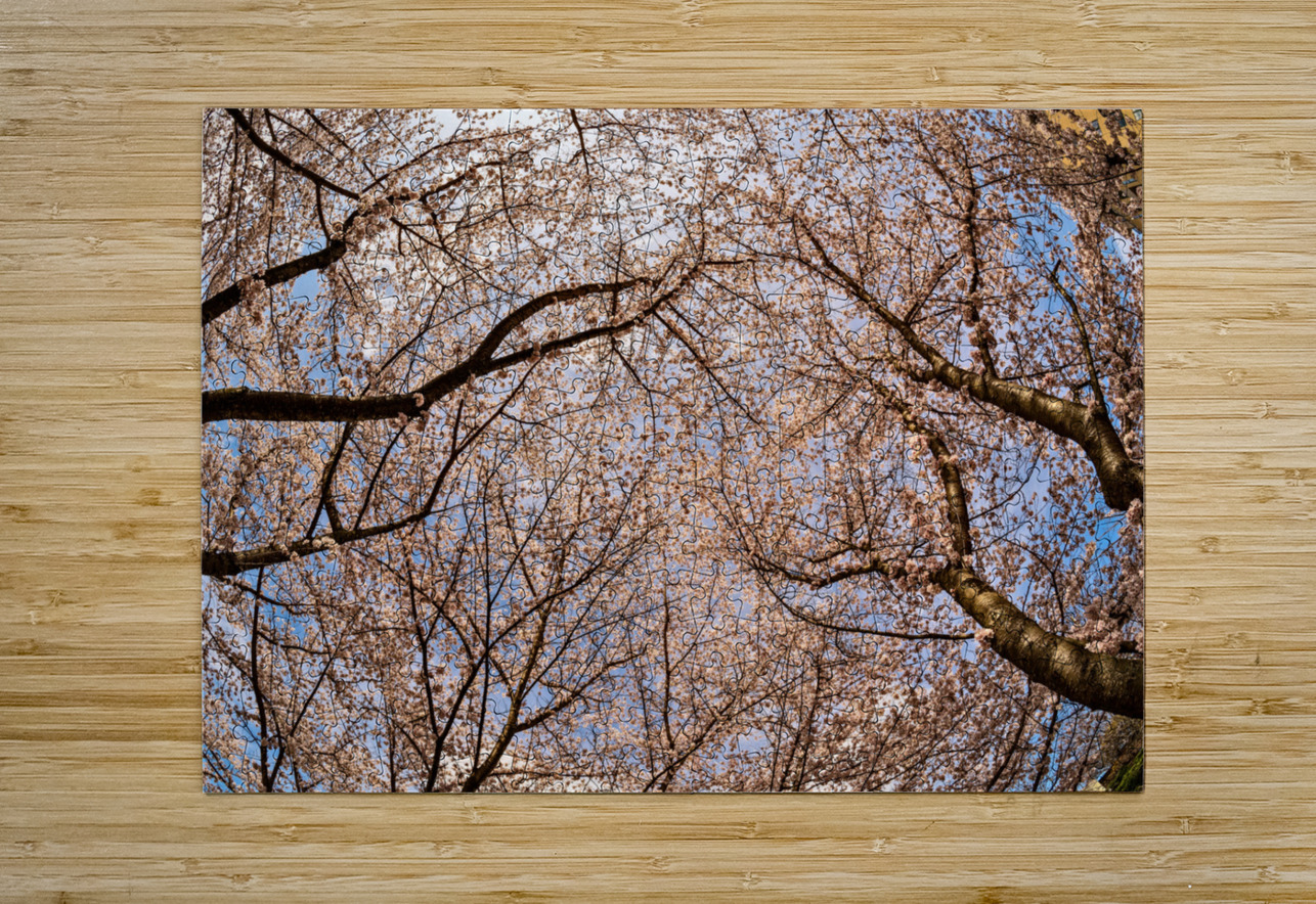Looking up at Cherry blossoms over walking trail in Morgantown Steve Heap Puzzle printing