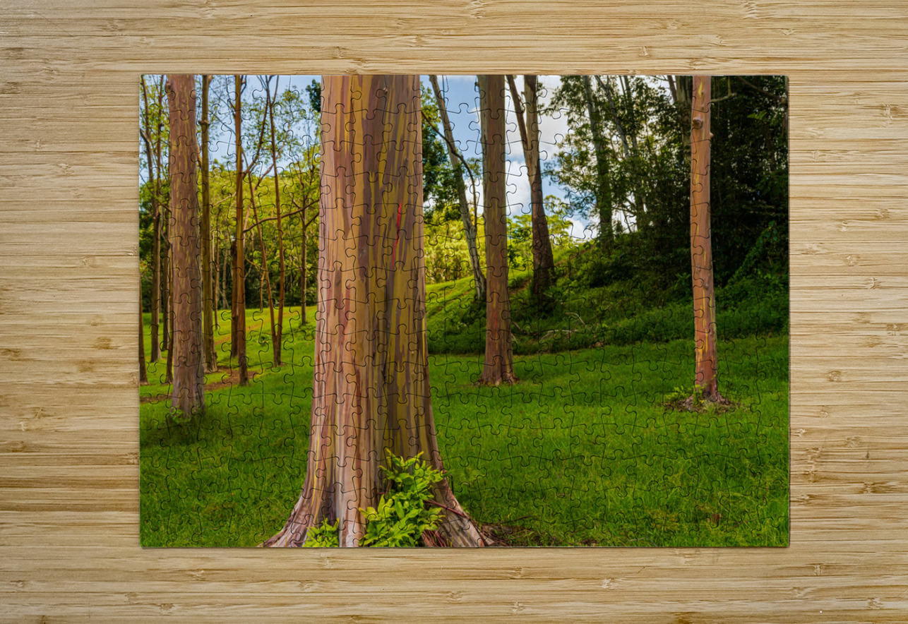 Group of rainbow eucalyptus trees in Keahua Arboretum Steve Heap Puzzle printing