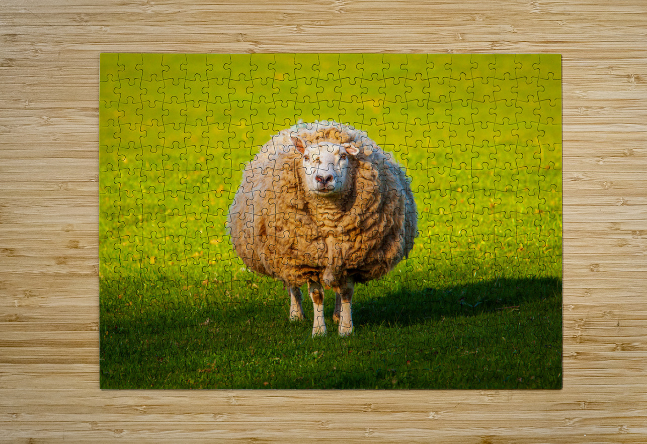Large round sheep in meadow in Wales staring at camera Steve Heap Puzzle printing