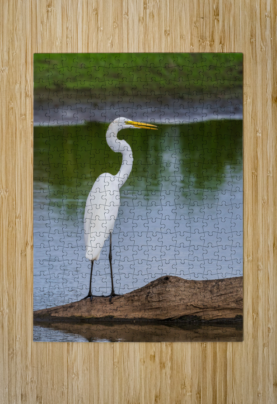 Great Egret on the stumps of bald cypress trees in Atchafalaya b Steve Heap Puzzle printing