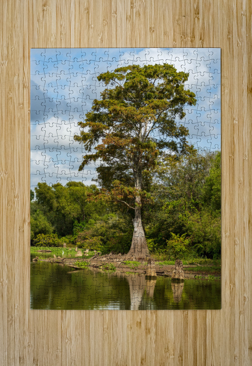 Large bald cypress trees rise out of water in Atchafalaya basin Steve Heap Puzzle printing