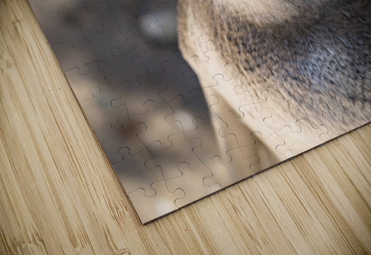 Single magellanic penguin chick showing papillae in mouth Steve Heap Puzzle