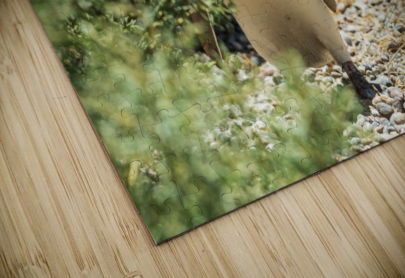 Single male magellanic penguin in plants in Punta Tombo Steve Heap Puzzle