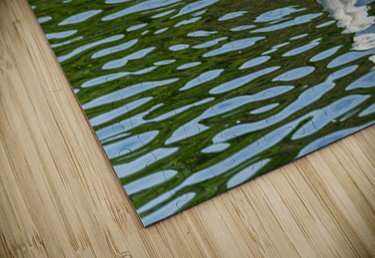 Rear view of the body of a swan reaching into the water of Elles Steve Heap Puzzle