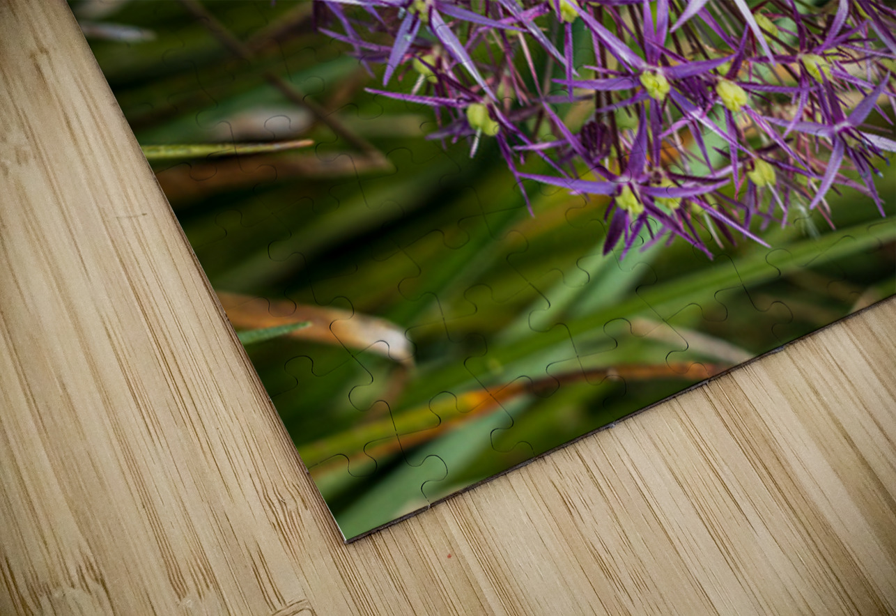 Large purple umbel of the Persian Onion or Star of Onion flower Steve Heap Puzzle
