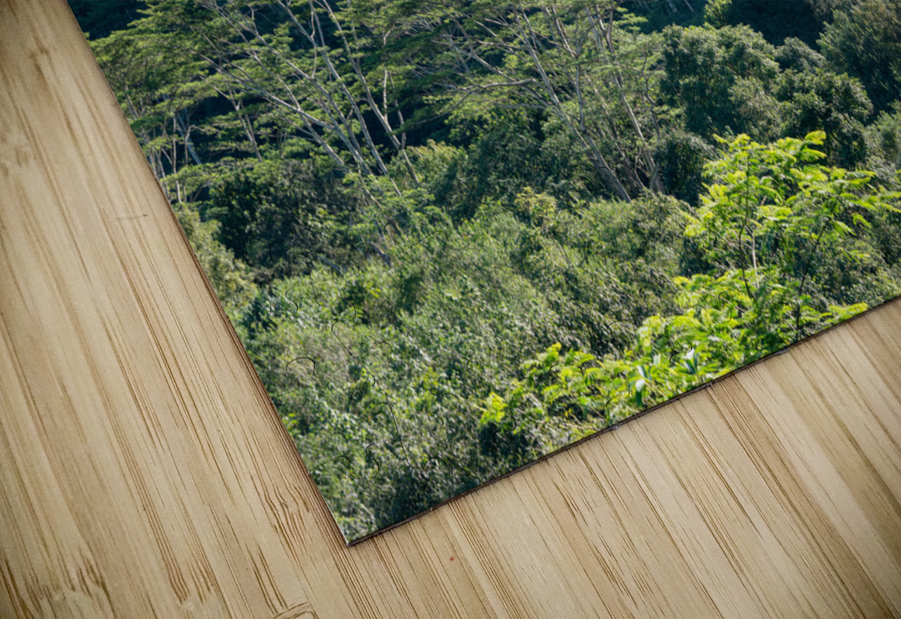 Tall albizia trees against the steep mountain slopes in Oahu Steve Heap Puzzle