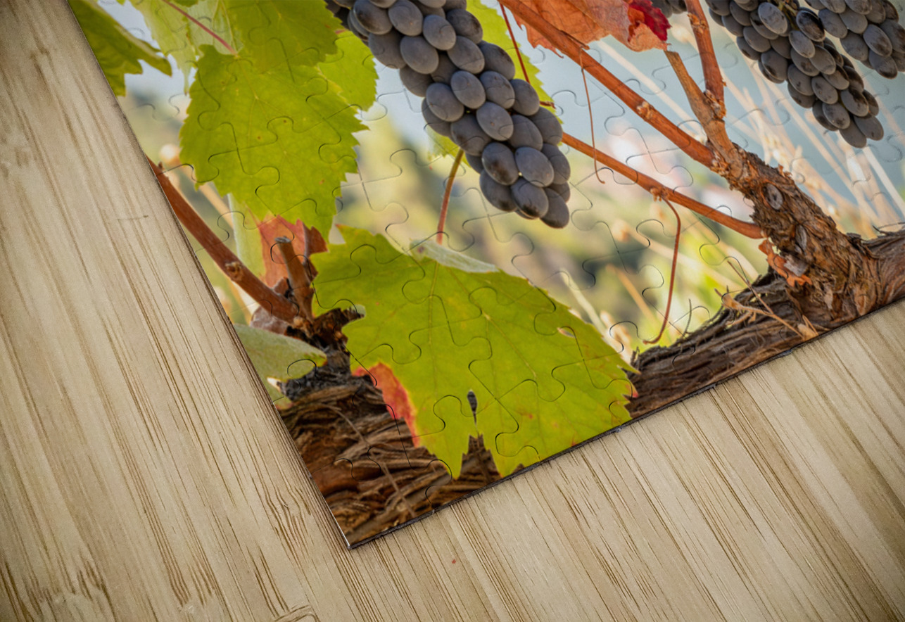 Grapes for port wine by the River Douro Steve Heap Puzzle