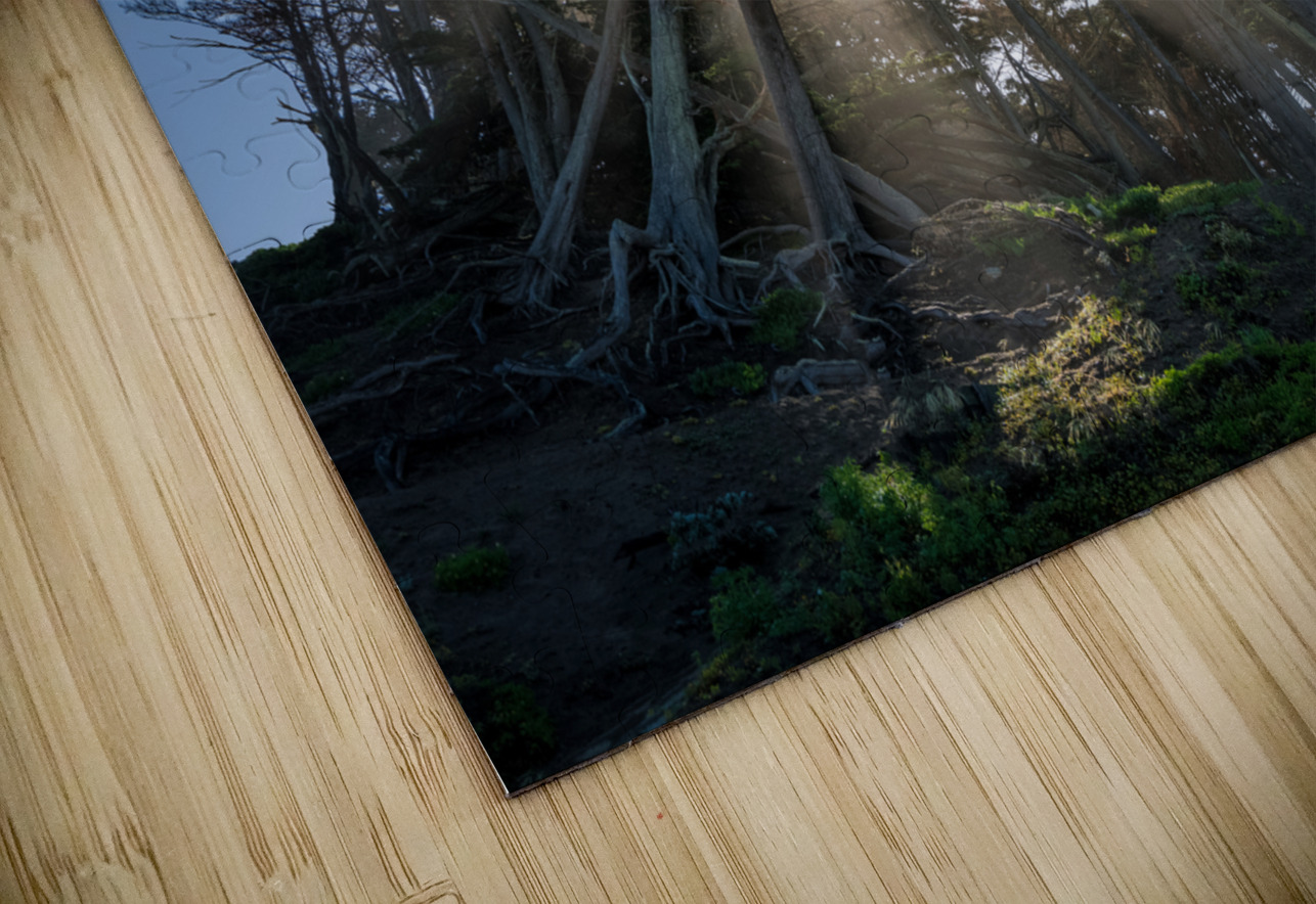 Sunbeams from large pine or fir trees  Steve Heap Puzzle