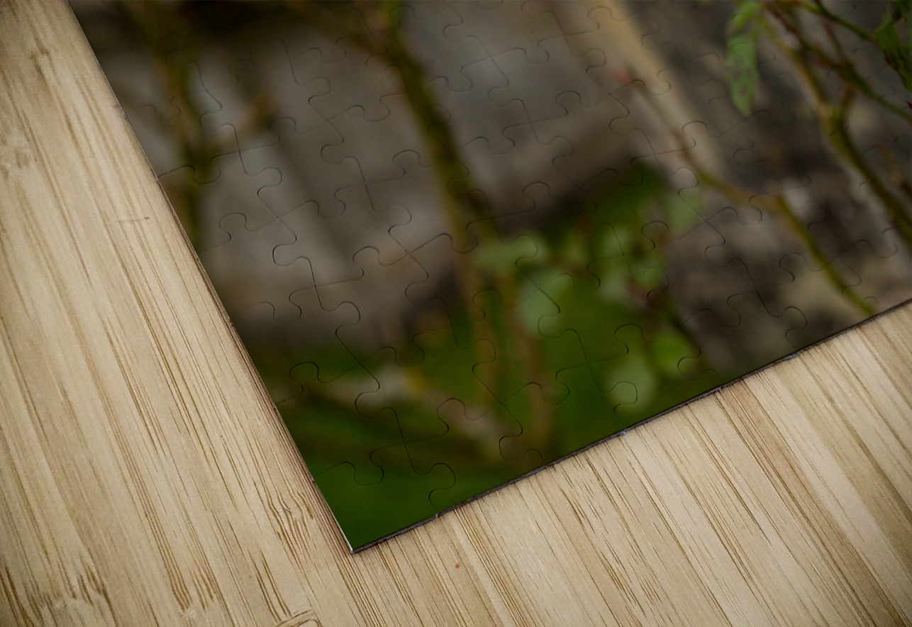 Pink rose in graveyard in Bibury Steve Heap Puzzle