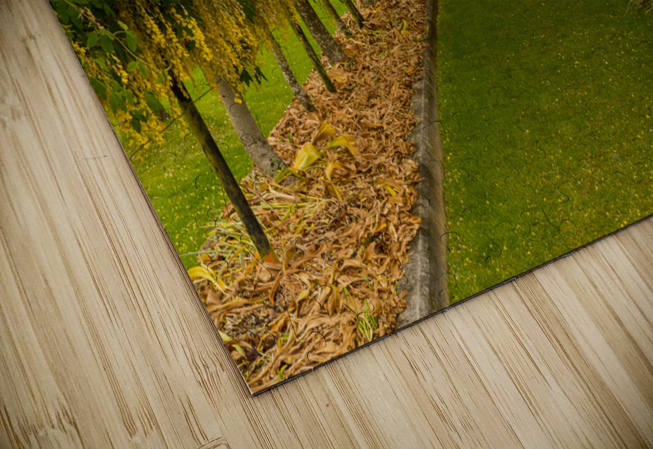 Laburnum Arch in full bloom over grass path Steve Heap Puzzle
