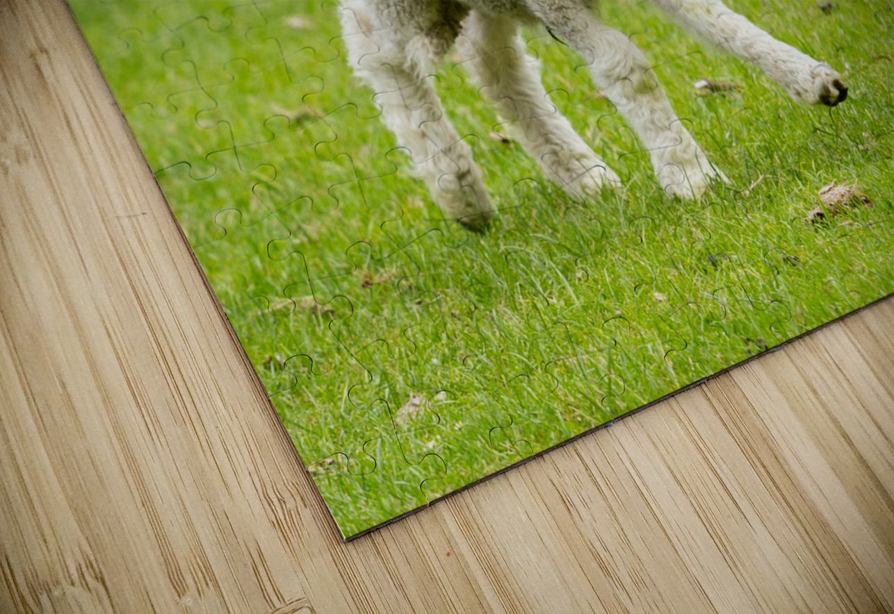 Cute lamb in meadow in New Zealand Steve Heap Puzzle