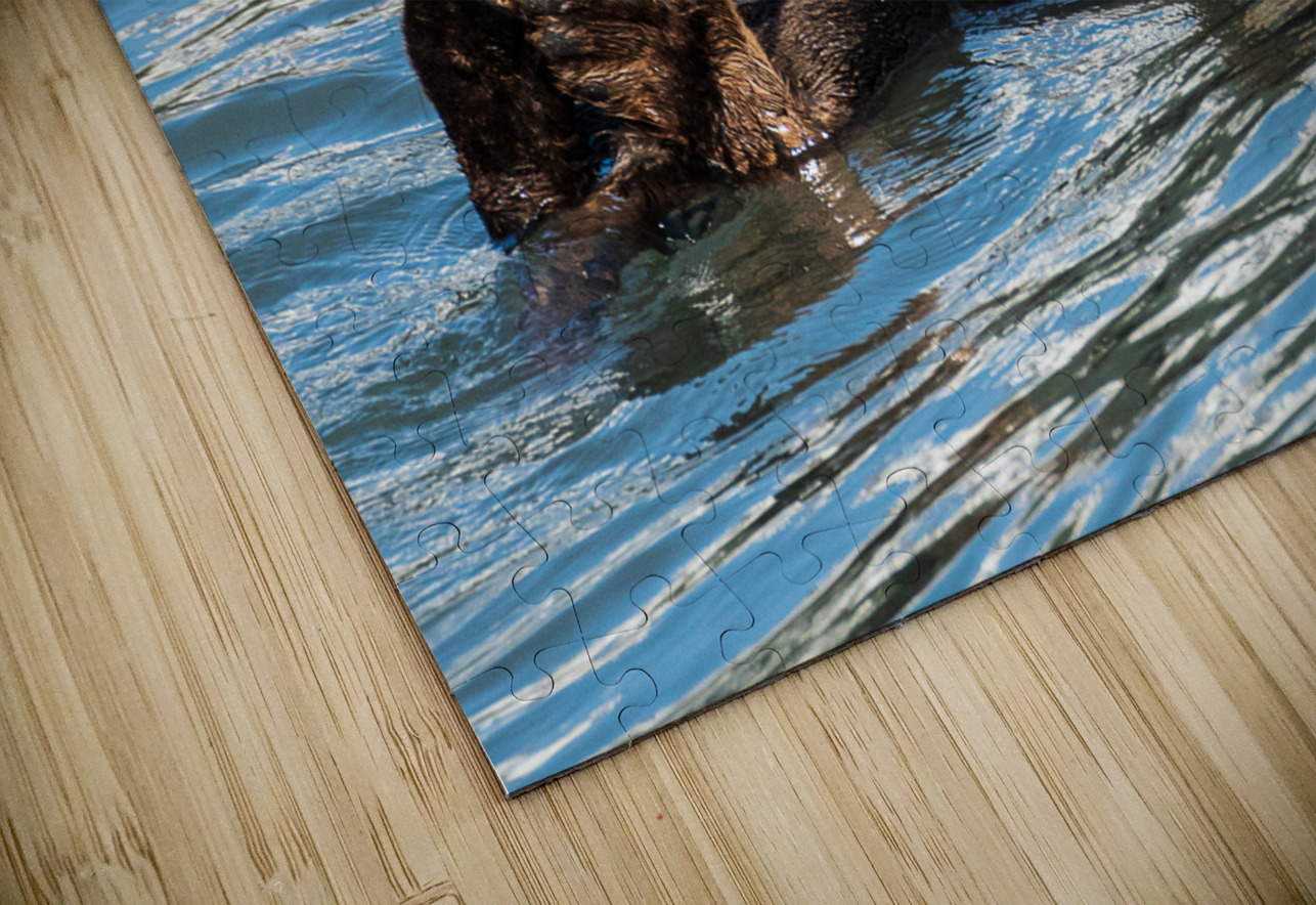Sea Otter floating in Resurrection Bay near Seward Steve Heap Puzzle